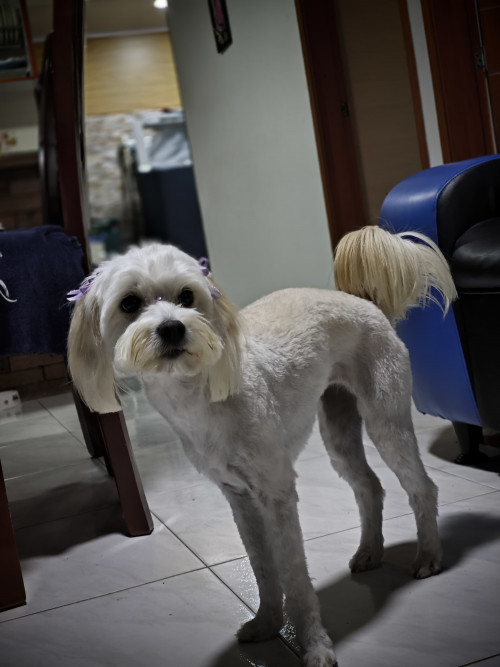 Milú