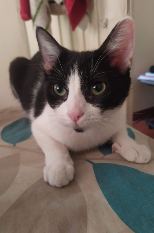Mailo Y Oreo