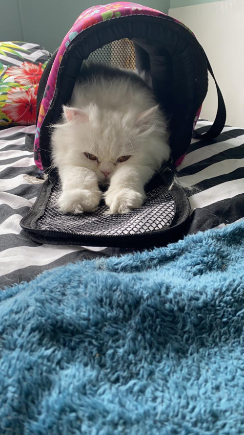Lupito