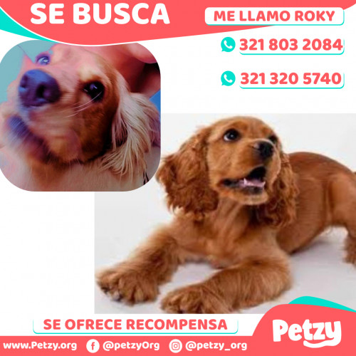 Foto de mascota Roky