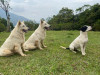 Foto de Gosth, Bruno Y Alaska en Cali Valle del Cauca #0