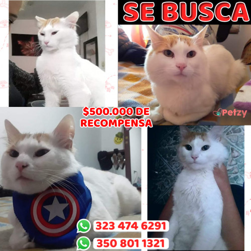 Foto de mascota Muñeco