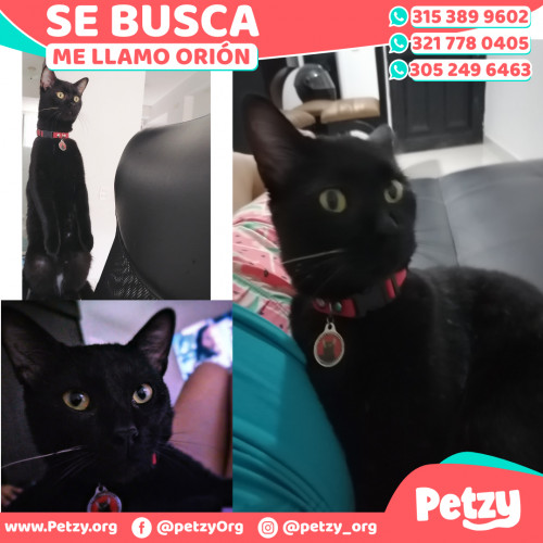 Foto de mascota Titan