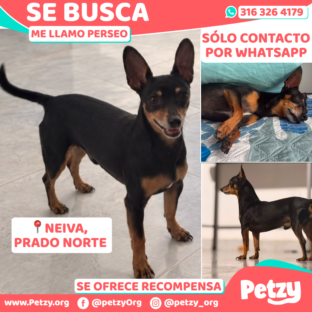 Perseo