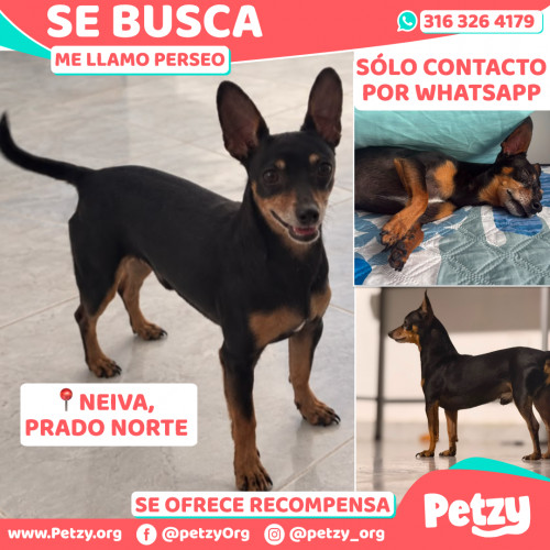 Perseo