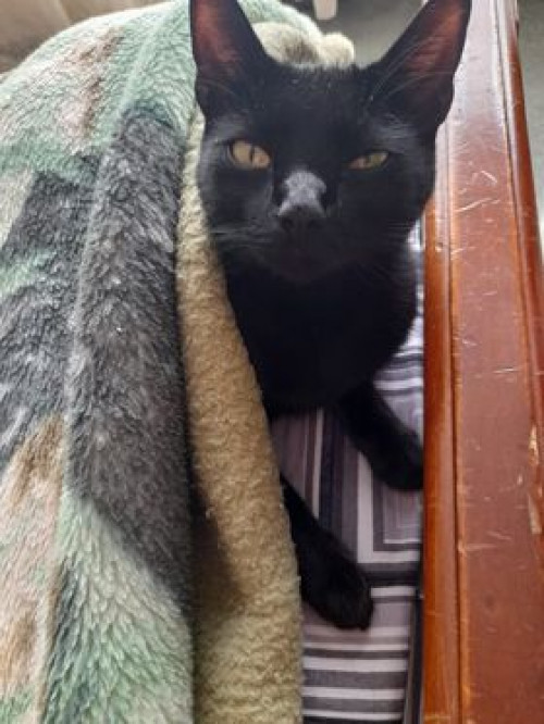 Mia