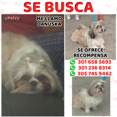 Foto de mascota Danuska