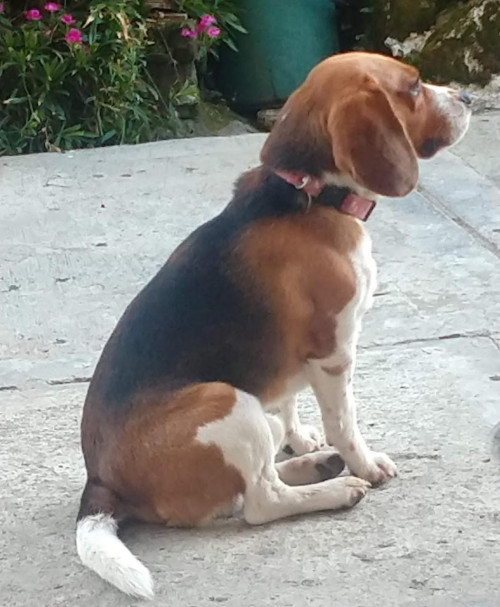 Bruno