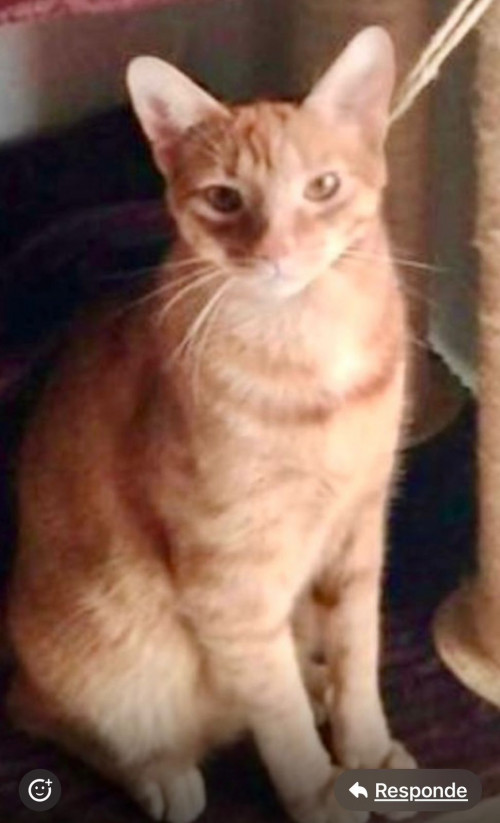 Lorenzo