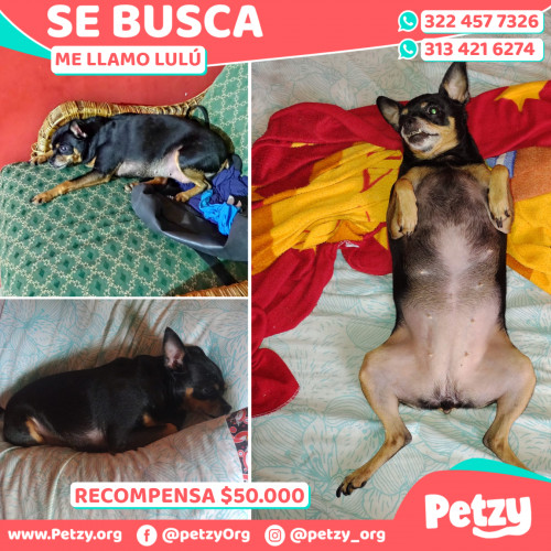 Foto de mascota Lulú