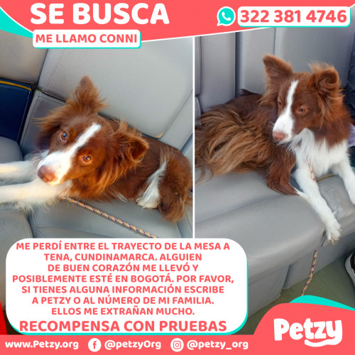 Foto de mascota Conni