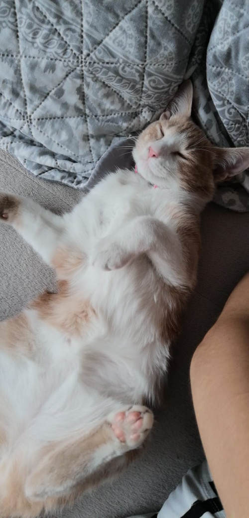 Almi