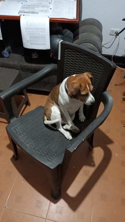 Igor