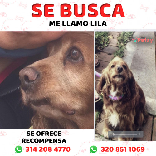 Foto de mascota Lila