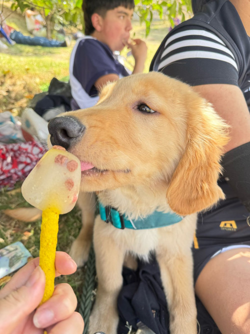 Apolo