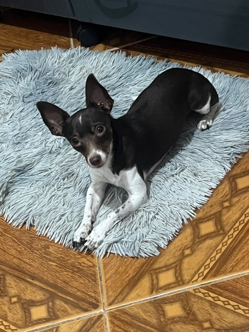 Milo