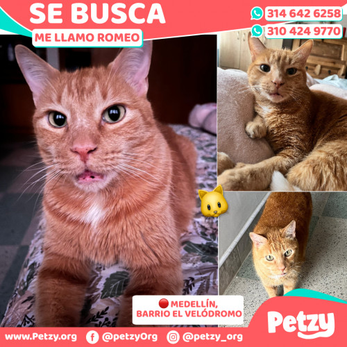 Foto de mascota Romeo
