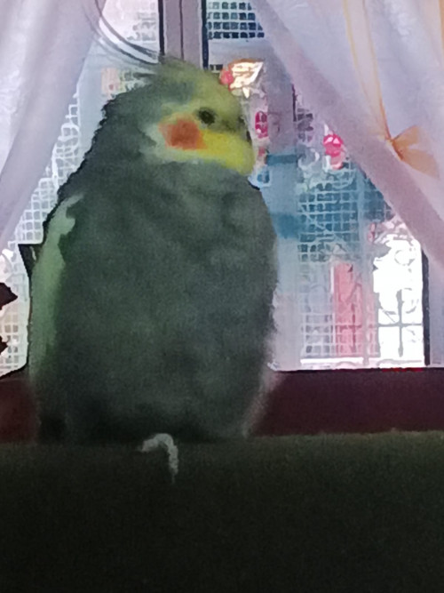 Juan