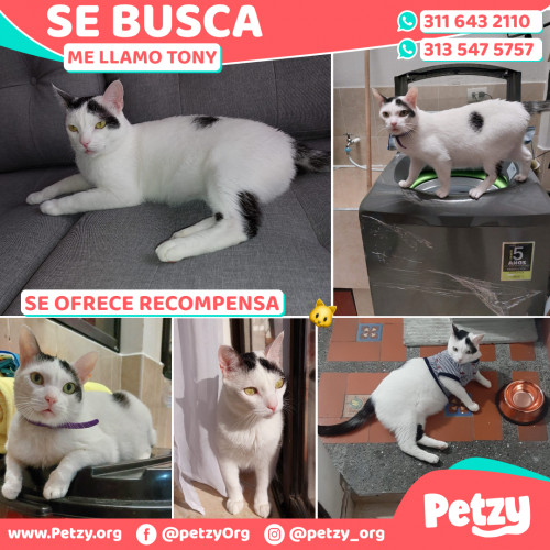 Foto de mascota Tony