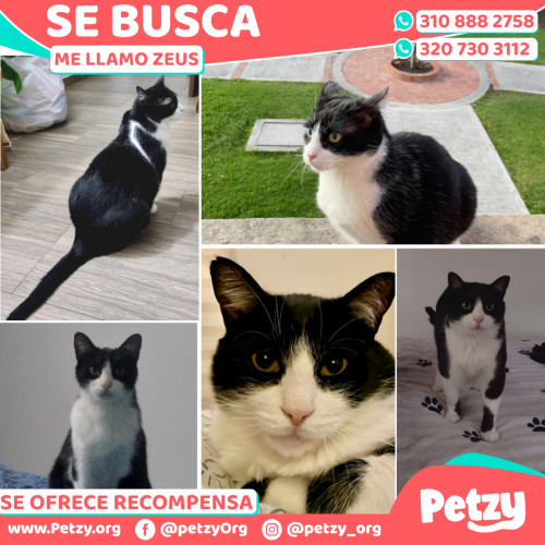 Foto de mascota Zeus