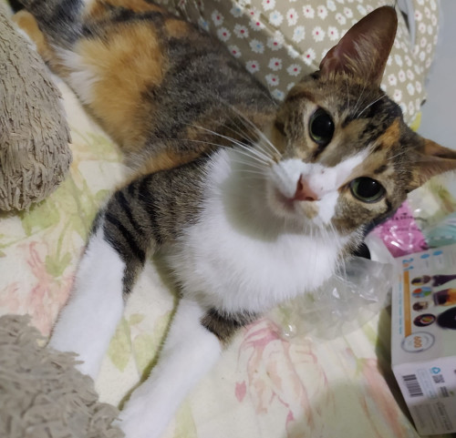 Fifi