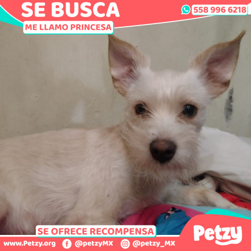 Foto de mascota Princesa