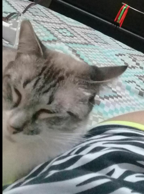 Milú