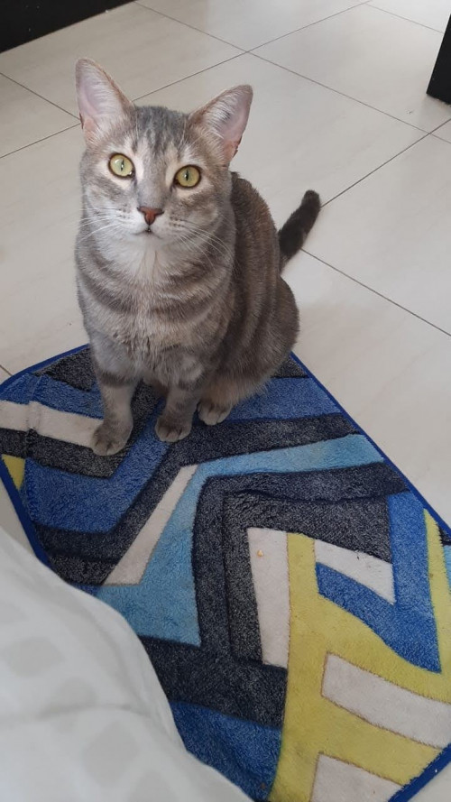 Ámbar Sofía