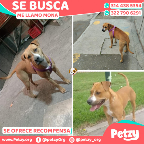 Foto de mascota Mona