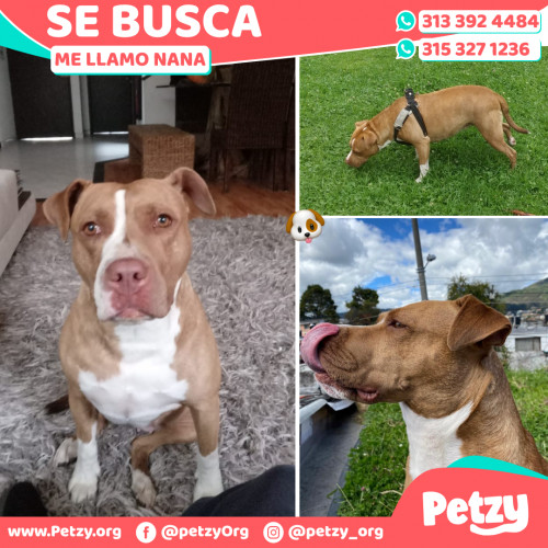 Foto de mascota Nana