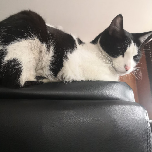 Gatito