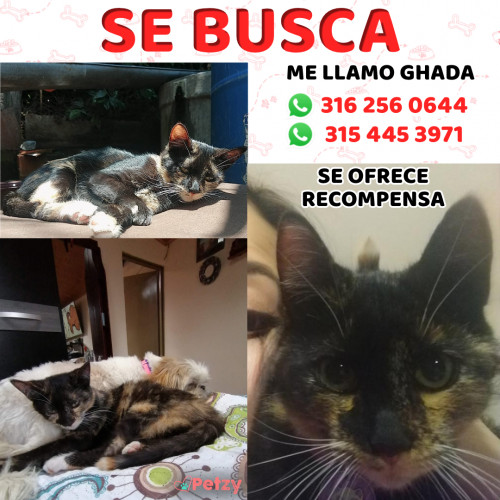 Foto de mascota Ghada