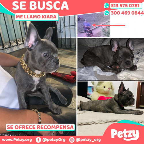 Foto de mascota Kiara 