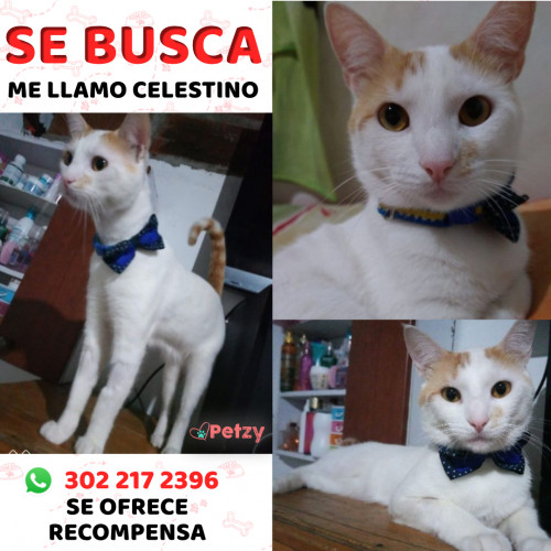 Foto de mascota Celestino