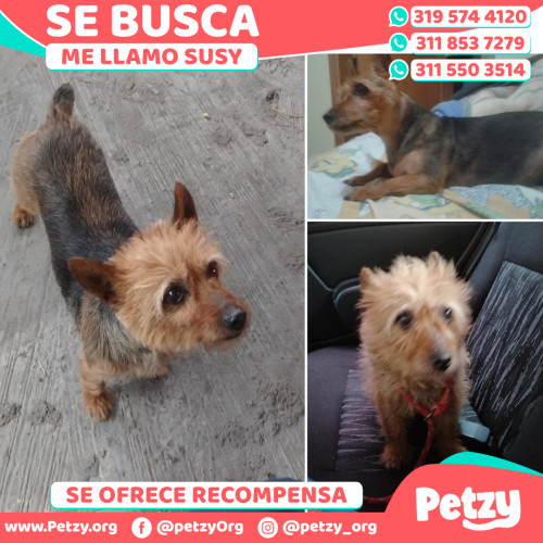 Foto de mascota Susy