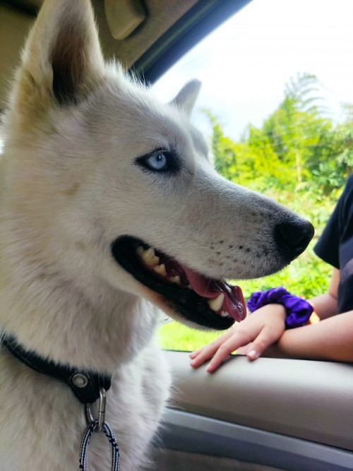Maya
