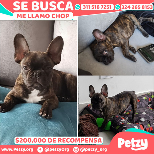 Foto de mascota Chop