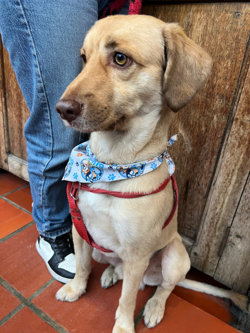 Milo