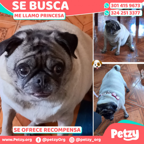 Foto de mascota Princesa