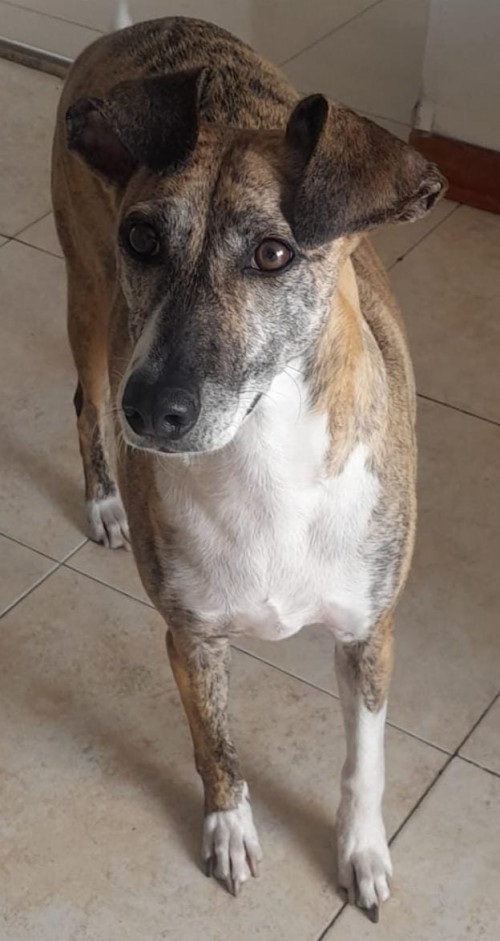 Lulú