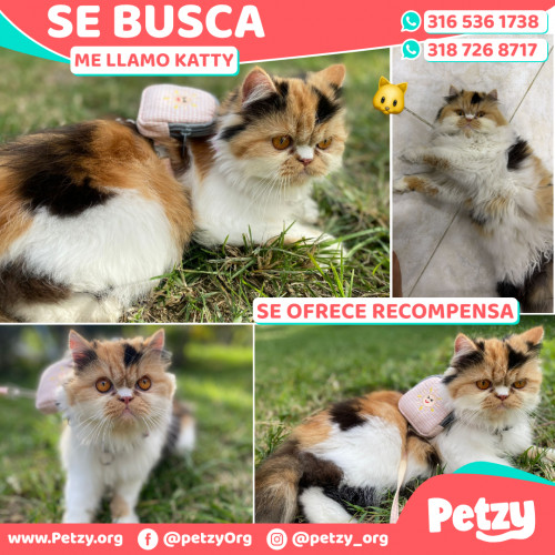 Foto de mascota Katty