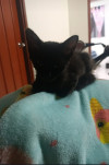 Foto de Oreo en Cartago Valle del Cauca #2