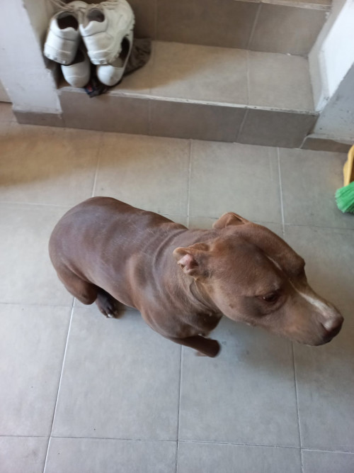 Chocolata