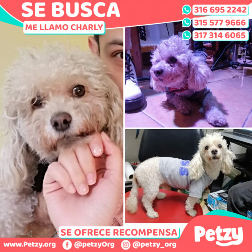 Foto de mascota Charly