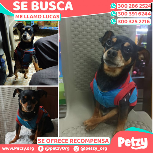 Foto de mascota Lucas