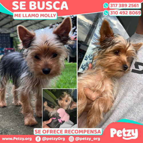 Foto de mascota Molly