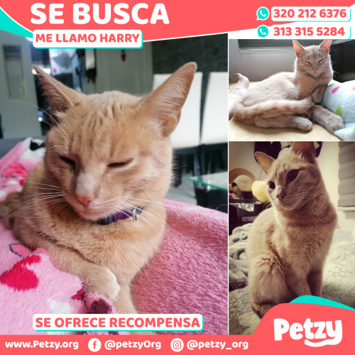 Foto de mascota Harry