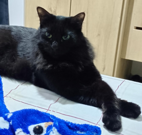 Salem