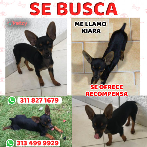 Foto de mascota Kiara