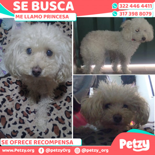 Foto de mascota Princesa